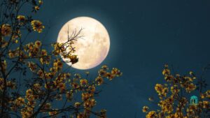 perbedaan malam nuzulul Qur'an dan lailatul Qadar