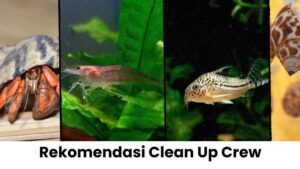 Rekomendasi Clean-Up Crew yang Cocok untuk Akuarium