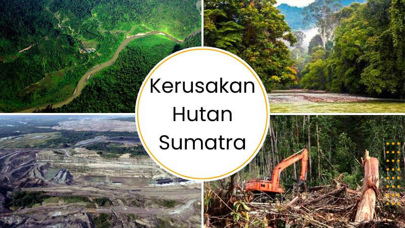 Kerusakan Hutan Sumatra: Dampak Tambang dan Kebun Sawit